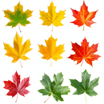 Colorful autumn leaves isolated on white background, pop-art, png
