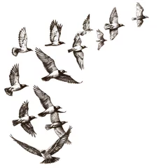 Foto op Plexiglas Flying birds in formation isolated on white background, sketch, png  © Никита Жуковец
