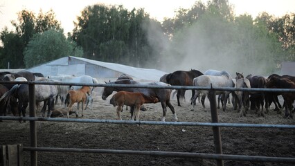 horses on a farm behind a fence