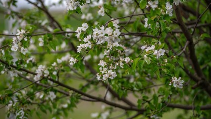 blossoming apple tree in spring