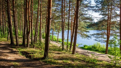 pine forest against the background of the lake