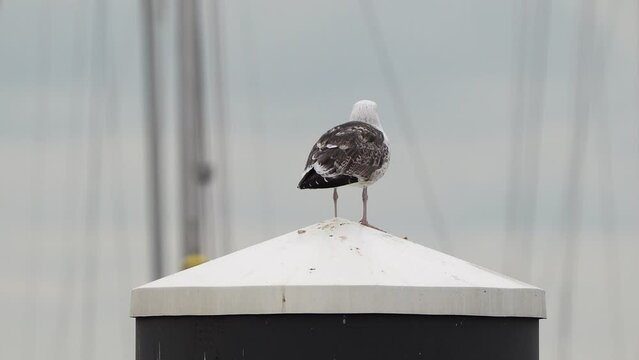 A juvenile great black-backed gull (Larus marinus) standing on a pole in a harbour.