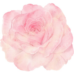 Pink rose flower watercolor illustration 