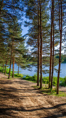 pine tree in the forest