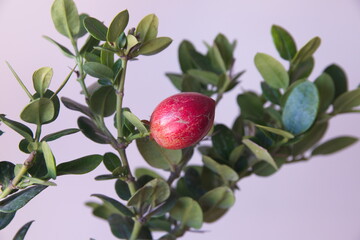 Foliage and fruit of Natal Plum, Carissa macrocarpa fruit