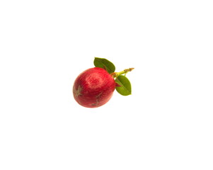 Fruit of Natal Plum, Carissa macrocarpa fruit, on white background