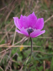 Flora and fauna in Bulgaria