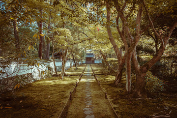 Sunlight filters through an autumn forest, casting shadows along a secluded path towards a hidden Japanese retreat.