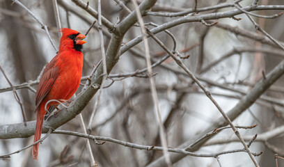 Closeup of a male northern cardinal perched in a bare tree singing.