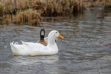 Pekin duck swimming with a Swedish duck behind it staring at the camera.
