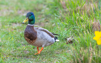 Closeup of a male mallard duck walking on bright green grass toward the camera.