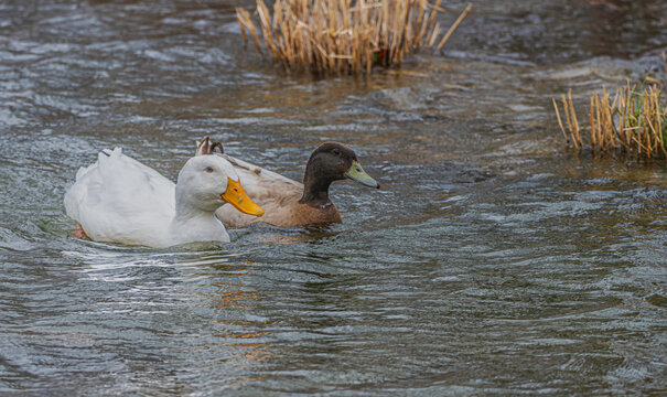Pekin duck and Swedish duck swim side by side in a pond.