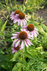 Purple Rudbeckia, Echinacea purpurea in bloom