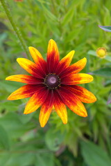 Rudbeckia hirta, black-eyed rudbeckia, Campfire Rudbeckia, commonly called coneflowers and black-eyed-susans, yellow-orange flowers