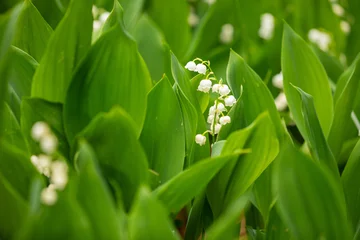 Foto op Canvas Close up of a Lily of the Valley plant in bloom © Jennifer