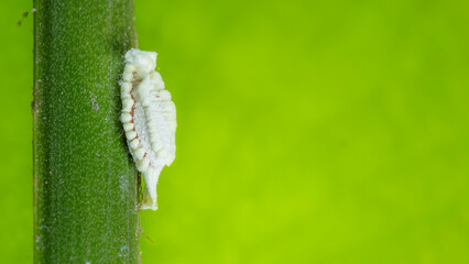 Aphid. Detailed shot of an aphid on a green leaf. Mealybug on leaf figs. Plant aphid insect infestation