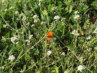 Flora and fauna in Bulgaria
