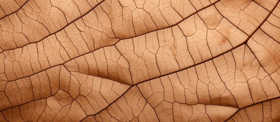 Closeup of a terrestrial plants leaf with intricate vein patterns in varying tints and shades of brown, showcasing the beauty of natural materials