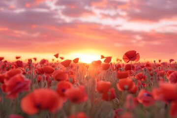 Fototapeta na wymiar poppy field at sunset