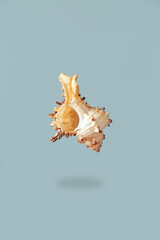 Beautiful seashell isolated on a light blue background close-up.