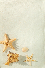 Fototapeta na wymiar Shells and starfish on the sand.