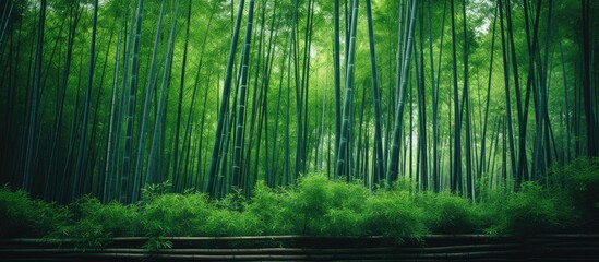 A lush green natural landscape consisting of a dense bamboo forest with many trees, shrubs, and grass. The bamboo plants have thick trunks and create a serene terrestrial plant environment