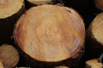 Baumf&auml;llung / Holzf&auml;ller - Baumst&auml;mme/Baumscheiben/Jahresringe