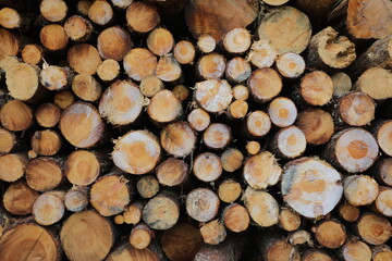 Baumfällung / Holzfäller - Baumstämme/Baumscheiben