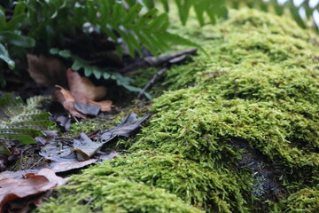 Extreme close-up of nature in Huddinge, Stockholm. A beautiful suburb near nature only about 30 minutes from Stockholm city.