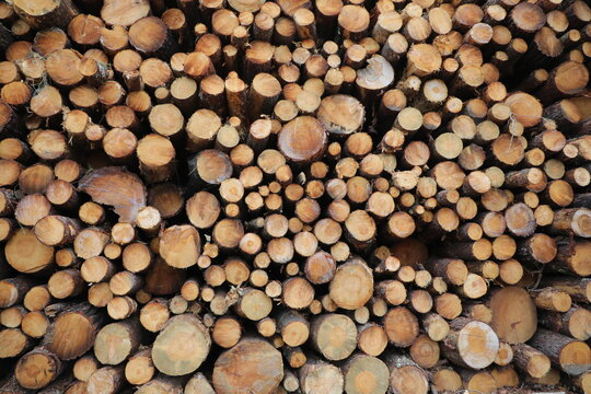 Baumfällung / Holzfäller - Baumstämme/Baumscheiben