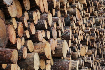 Baumfällung / Holzfäller - Baumstämme/Baumscheiben