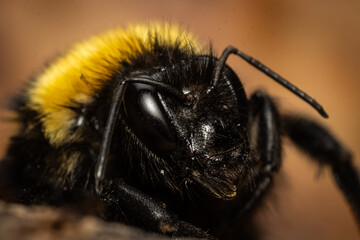 retrato de un abejorro