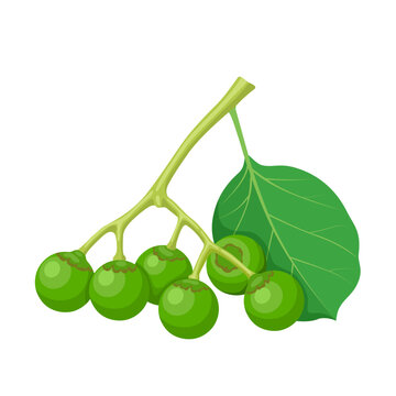 Vector illustration, gumberry fruit or Cordia myxa, in India called Gunda or lasoda, isolated on white background.