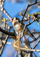 European Goldfinch (Carduelis carduelis) - Found across Europe, Asia & North Africa