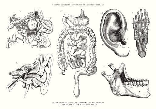 Various Human Anatomy Illustrations; The Eyeball, Intestines, Ear, Ear Canal, Lower Jaw Bone