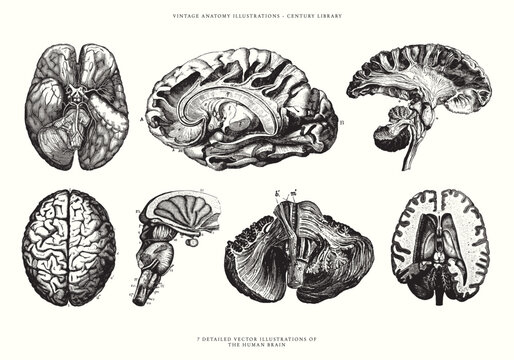 Vintage Illustrations of the Human Brain