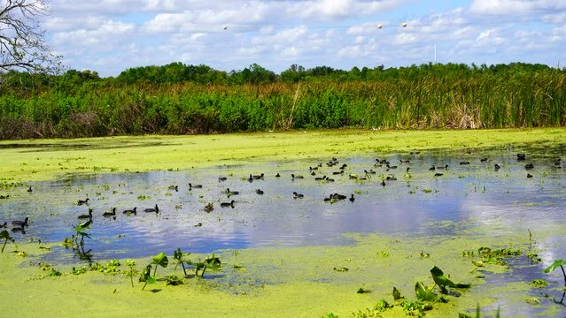 The landscape of Lake parker in Lakeland, Florida, USA