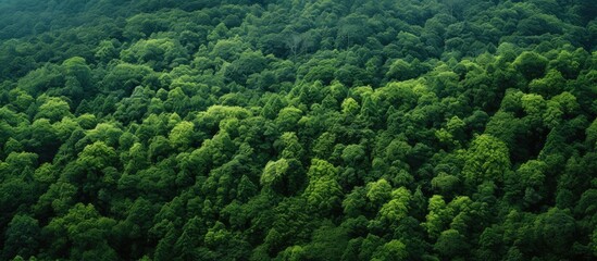 An aerial view of a dense forest filled with terrestrial plants, trees, and lush greenery, creating a beautiful natural landscape