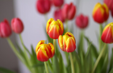Tulips spring bouquet, International Women's Day, March 8, holiday or birthday home decor.