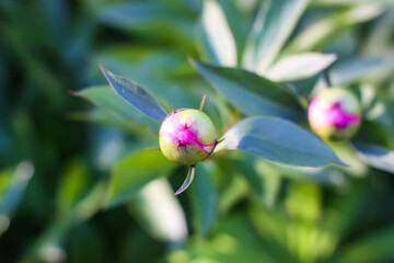 Pink peonies garden flowers.