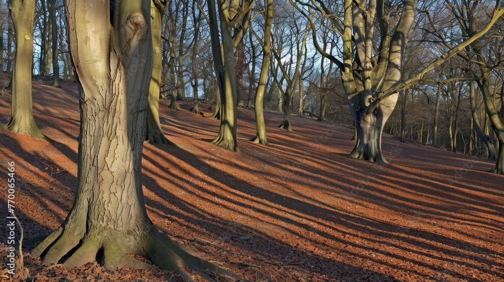 Poster the ground is shaded by tree shadows caused by sunlight filtering through branches