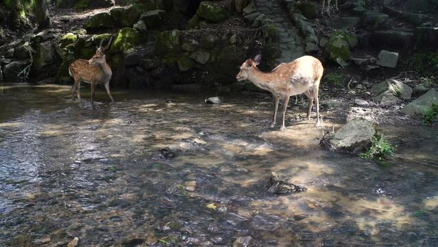 deer in a river drinking water