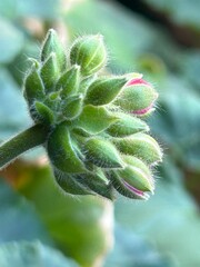 close up of a geranium