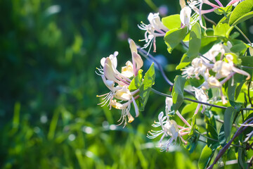 Honeysuckle in a garden. Flowers Lonicera Sempervirens,, European honeysuckle, or woodbine plant in flowering season. - obrazy, fototapety, plakaty