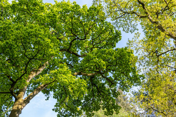 Oak tree in the park