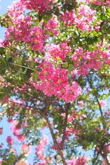 Lagerstroemia indica in bloom, the crape myrtle,  crepe myrtle,  or crepeflower, flowering plant of the family Lythraceae. Native to the India, Southeast Asia, China, Korea and Japan