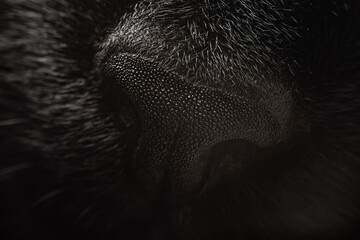 Black cat nose close up, macro photography