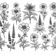 collection of wild flowers, wild flowers on a light background
 - obrazy, fototapety, plakaty