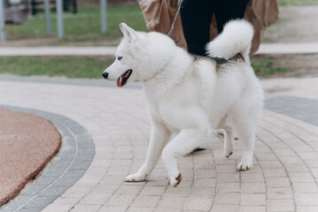 dog walking with owner