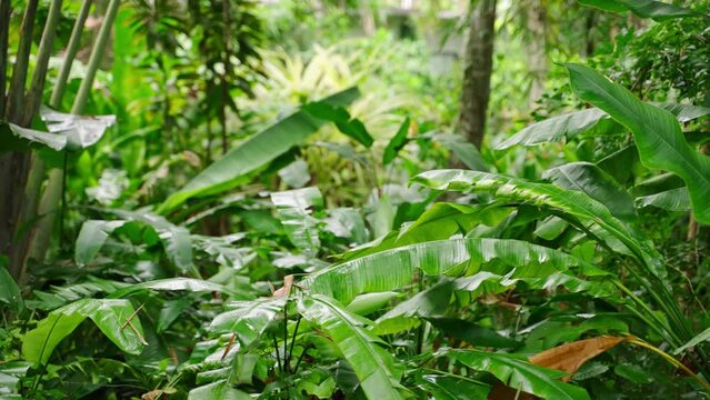 Rich green tropical rainforest, vibrant banana leaves sway gently in natural sunlight. Dense jungle foliage creates serene nature backdrop. Eco-friendly concept for conservation, biodiversity. Slowmo